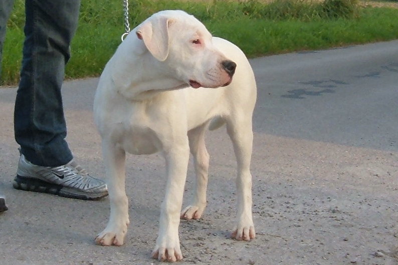 Calise del dogo and the bull