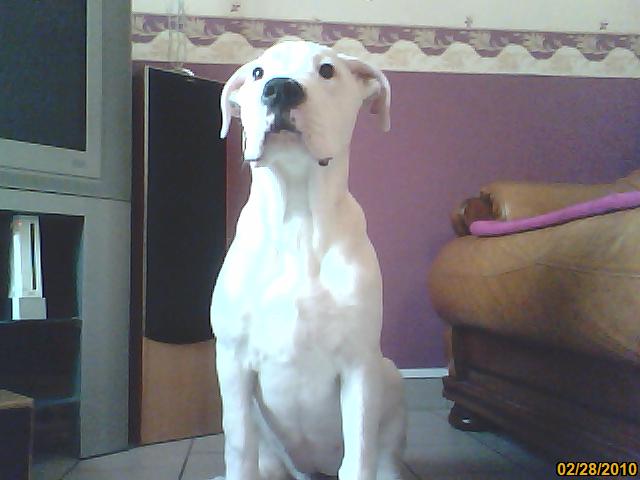 Enza del dogo and the bull