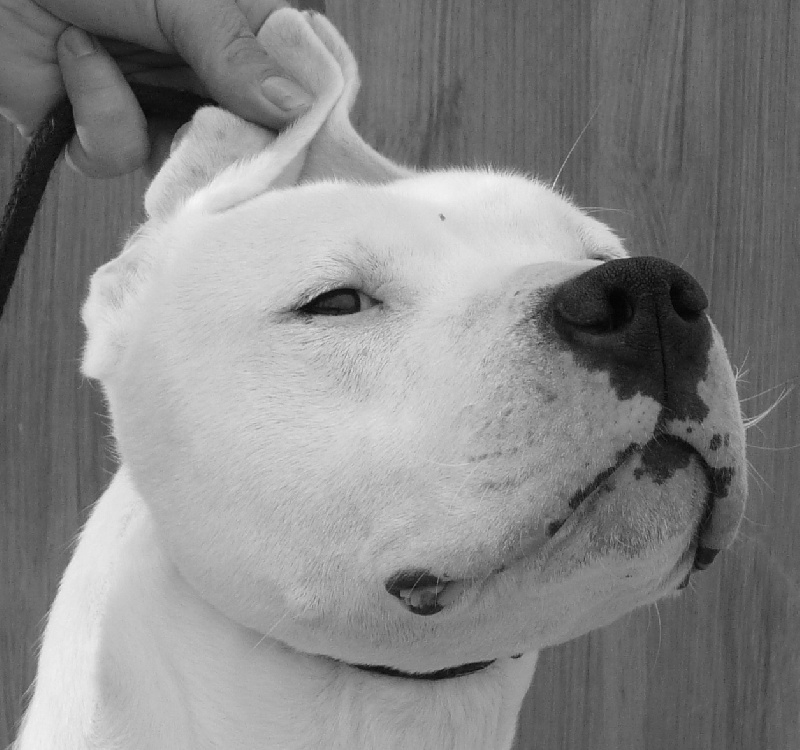 Calise del dogo and the bull