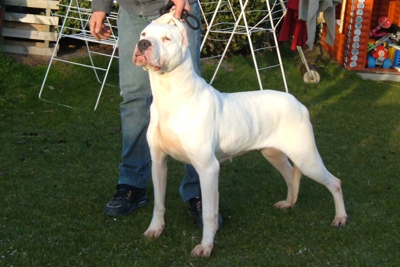 CH. Valentina Cazador del Pampa