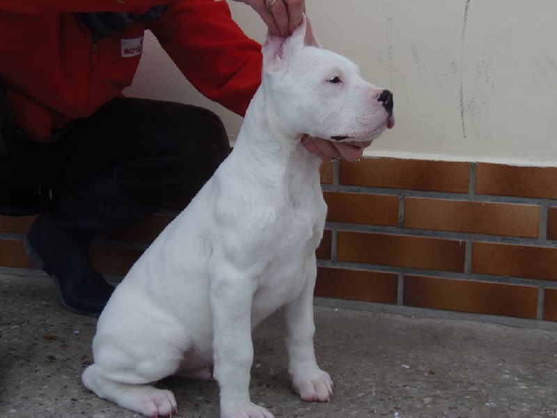 del dogo and the bull - Dogo Argentino - Portée née le 14/10/2012