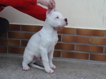 del dogo and the bull - Dogo Argentino - Portée née le 14/10/2012